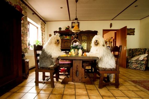 photogenic-sheepdogs