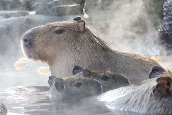 photos-of-capybaras-relaxing-in-japanese