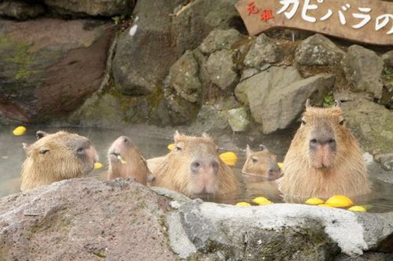 photos-of-capybaras-relaxing-in-japanese