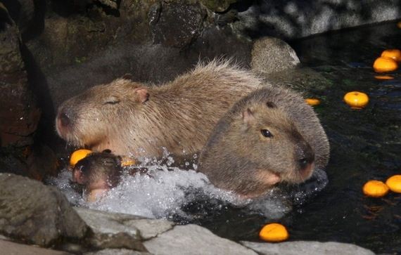 photos-of-capybaras-relaxing-in-japanese