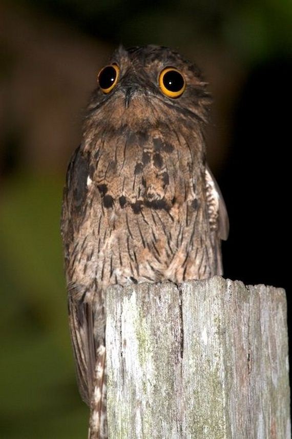 Potoo Bird Photos - Barnorama