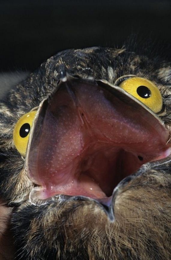 13-potoo_bird.jpg