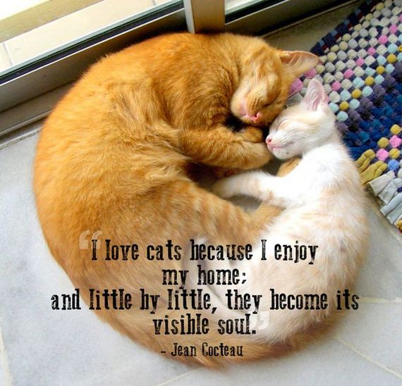 quotes_that_will_make_you_want_to_hug_your_pet
