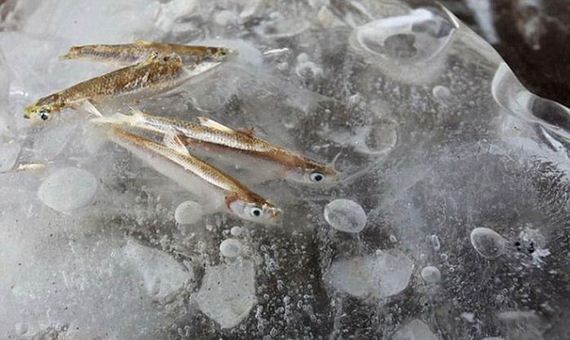 real-ice-fishing