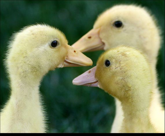 reasons-why-ducklings-are