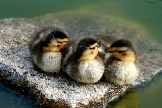 reasons-why-ducklings-are