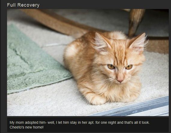 recovery-of-a-kitten
