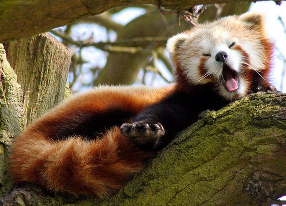 red-pandas-taking-advantage