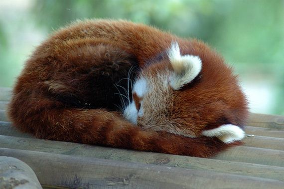 red-pandas-taking-advantage