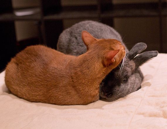 rescued-cat-and-rescued-rabbit-are-best-friend
