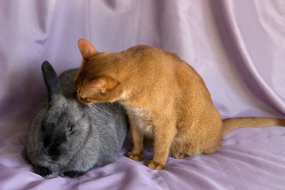 rescued-cat-and-rescued-rabbit-are-best-friend