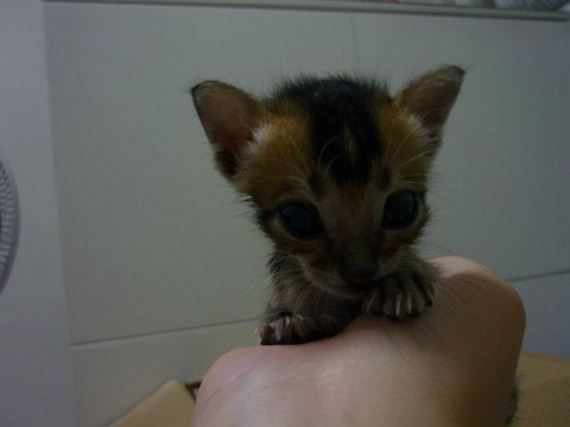 rescued-kitten