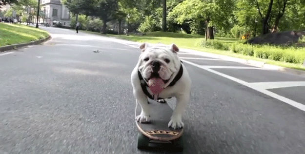 skateboarding_bulldogs