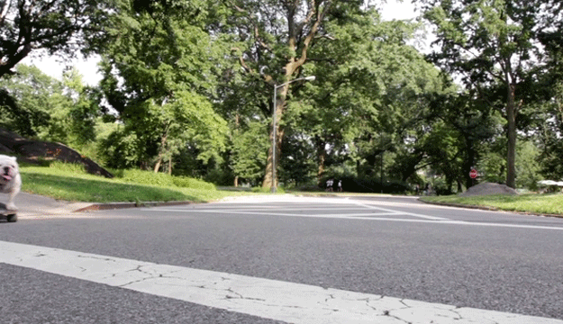 skateboarding_bulldogs