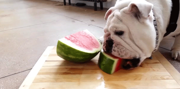 skateboarding_bulldogs