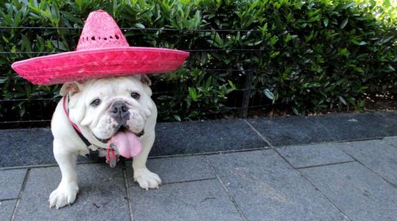 skateboarding_bulldogs