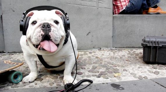 skateboarding_bulldogs