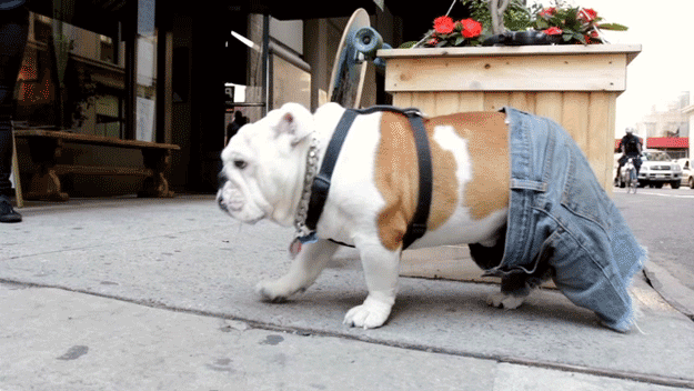 skateboarding_bulldogs