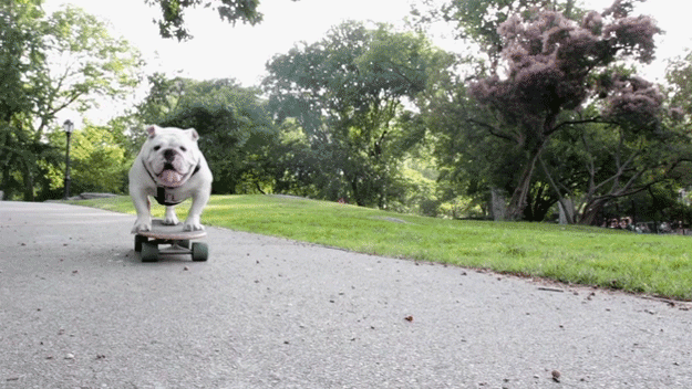 skateboarding_bulldogs