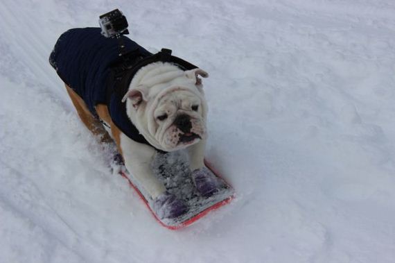 skateboarding_bulldogs