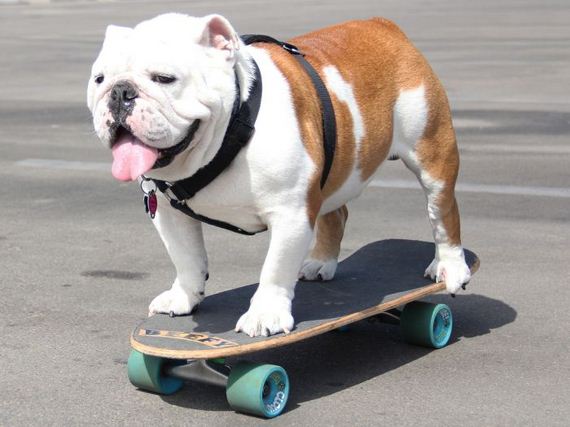 skateboarding_bulldogs