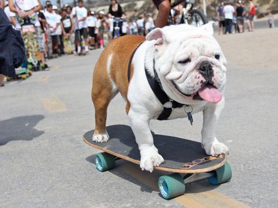 skateboarding_bulldogs