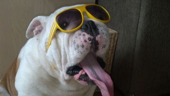 skateboarding_bulldogs