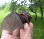 small_bat