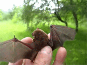 small_bat