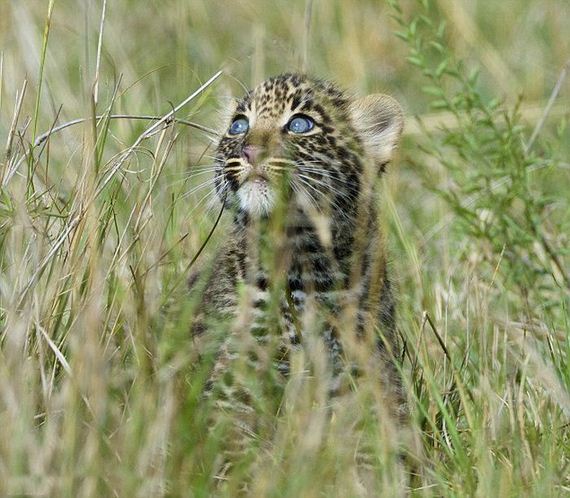 small_leopard