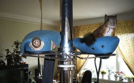 soldier-squirrel