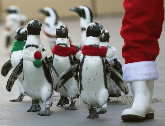some-penguins-dressed-up-in-christmas