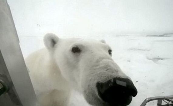 spectacular-polar-bear-attack