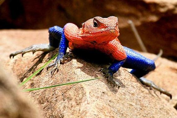 spider-man-lizard-agama-mwanzae
