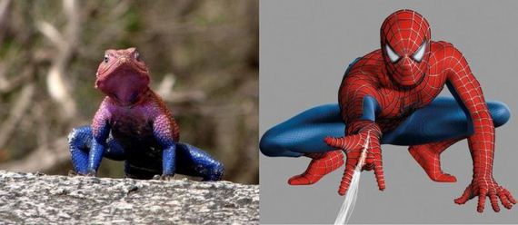 spider-man-lizard-agama-mwanzae
