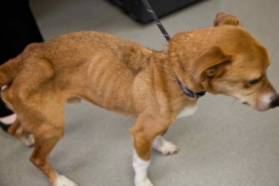 story_of_a_rescued_dog