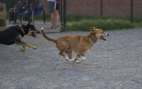 story_of_a_rescued_dog