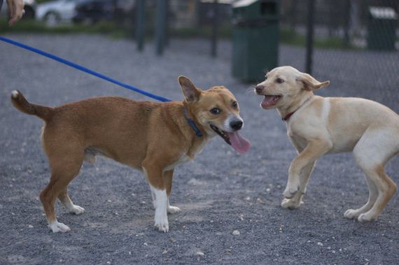 story_of_a_rescued_dog