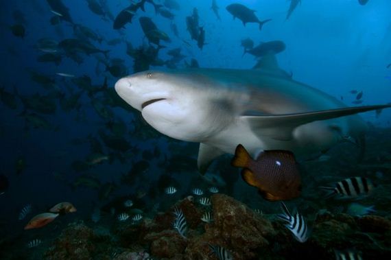 swimming-with-sharks