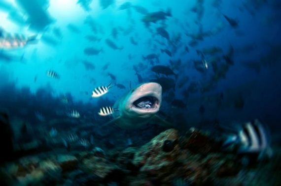 swimming-with-sharks