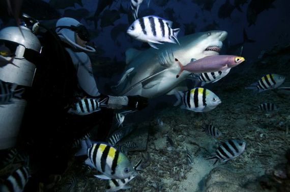 swimming-with-sharks
