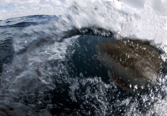 swimming-with-sharks