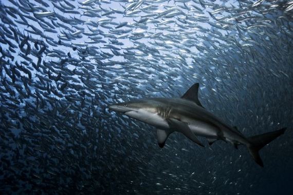 swimming-with-sharks