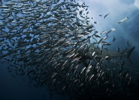 swimming-with-sharks