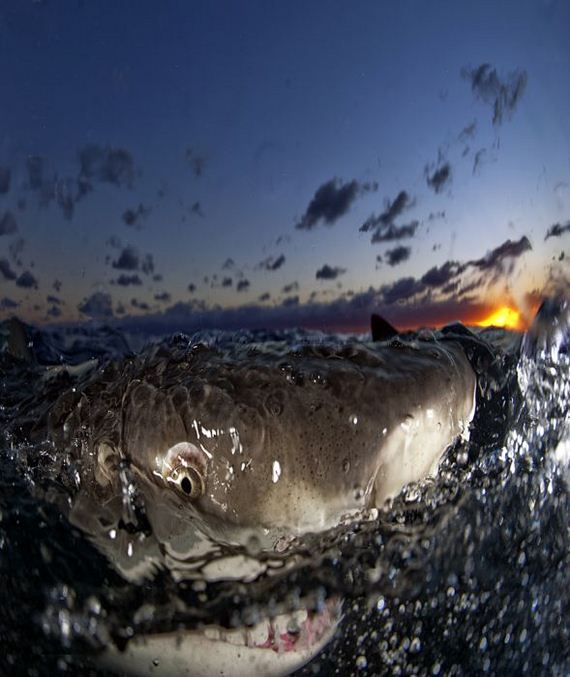 swimming-with-sharks