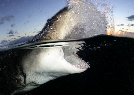 swimming-with-sharks