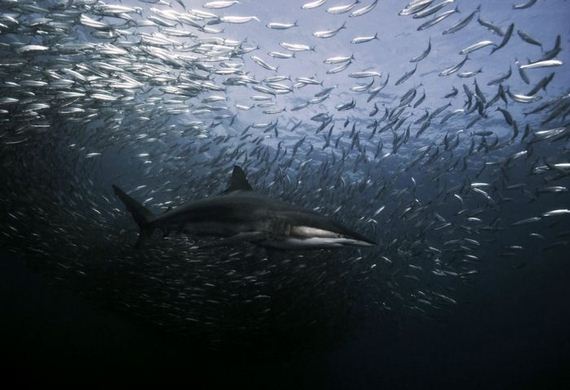 swimming-with-sharks
