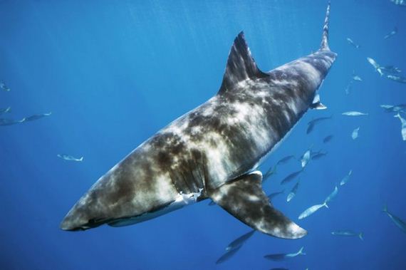 swimming-with-sharks