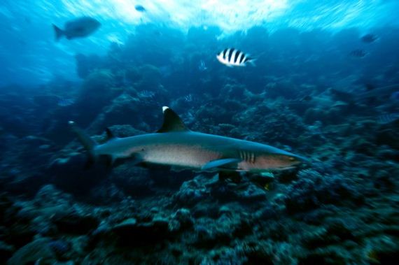 swimming-with-sharks