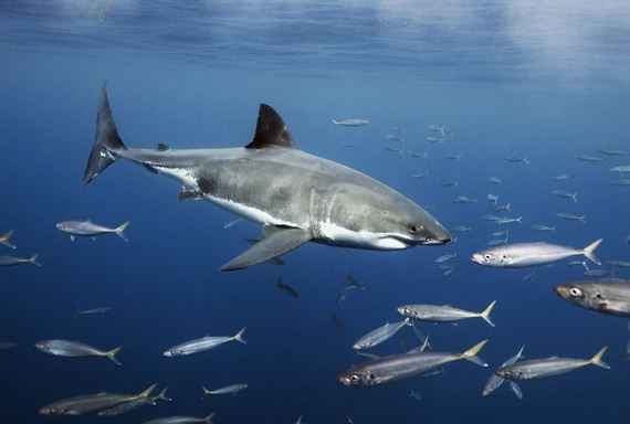 swimming-with-sharks